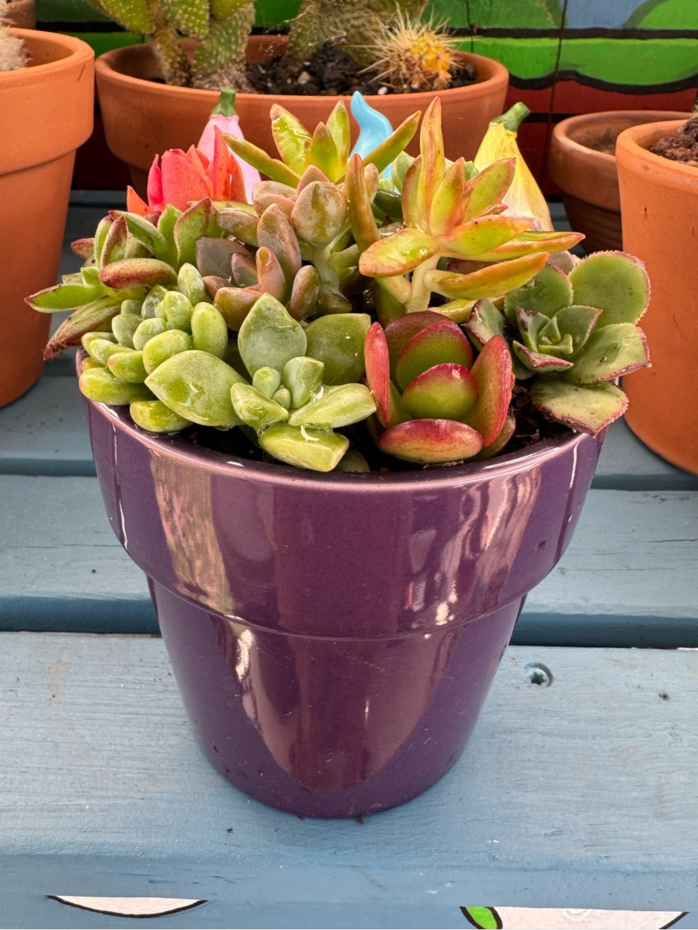 Healthy Blooming Succulent Arrangement in Purple Ceramic Pot